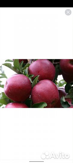 Яблоки