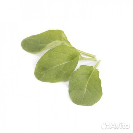 Семена Руколы 