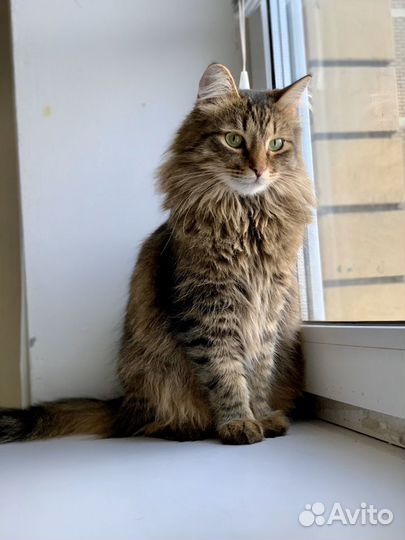 Кот Ласкуша