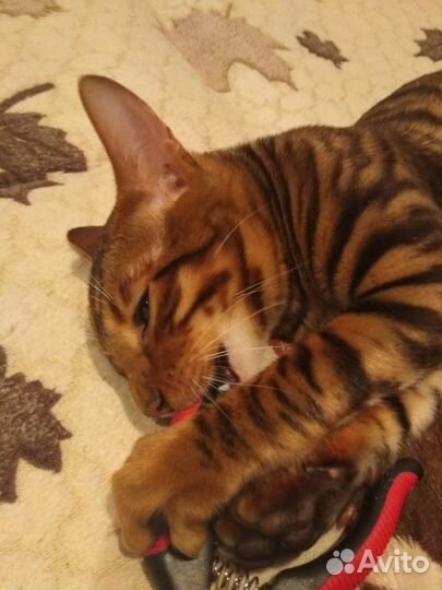 Котята тигрята