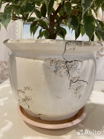 Фикус бенджамина