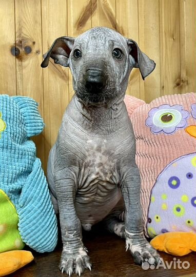 Ксолоитцкуинтли стандарт