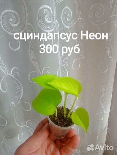 Сциндапсус Неон