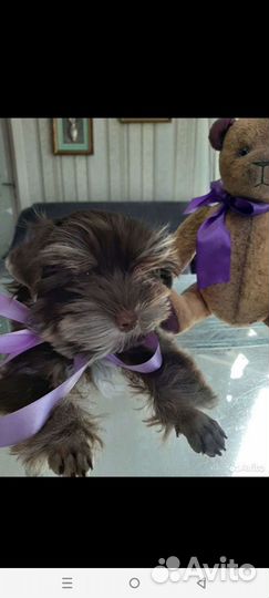 Йоркширский терьер