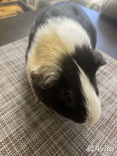 Морские свинки