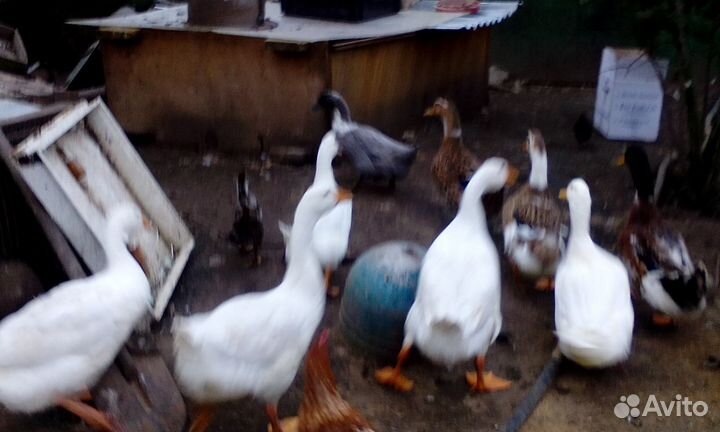 Утки, гуси