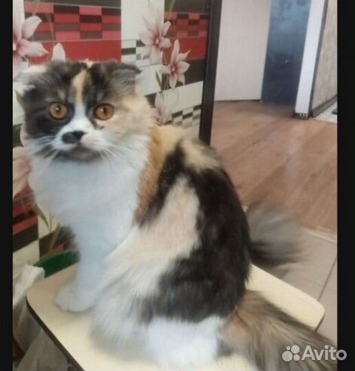 Шотландская вислоухая кошечка
