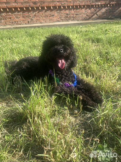 Вязка. Той-пудель