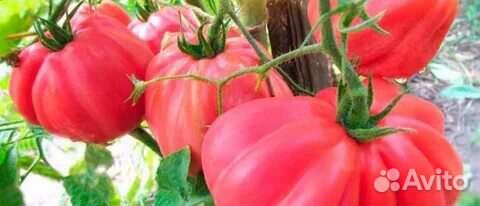 Семена коллекционных томатов США, Италия, Германия