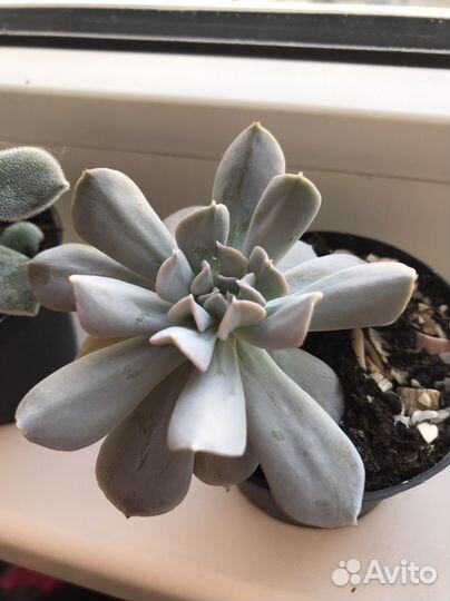 Суккуленты для флорариума