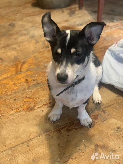 Маленькая собачка Марта