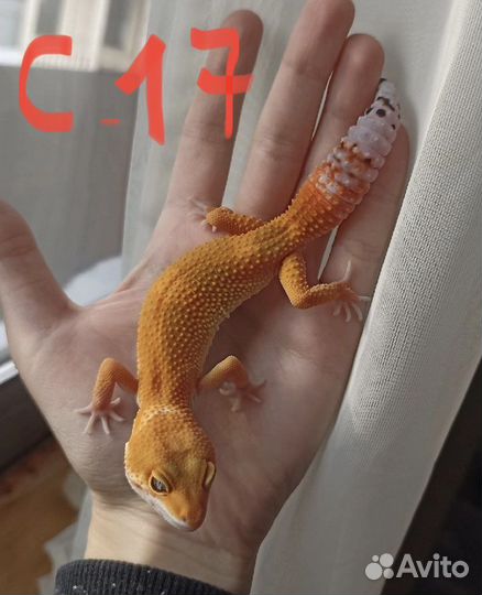 Эублефар