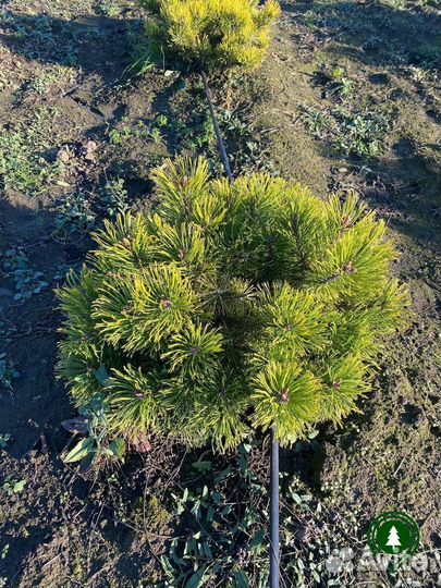 Сосна горная 1,25 м и др