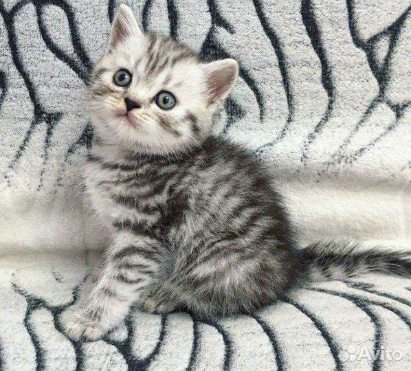 Британские котята