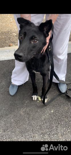 Добрый пес в хорошие руки