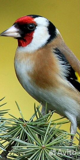 Выстовочная клетка для элитных голубей