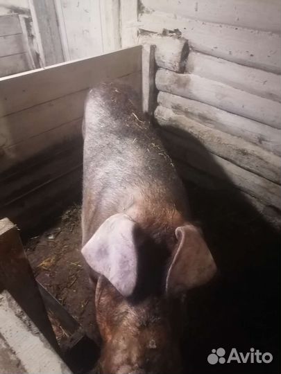 Поросята крупная белая+ дюрок