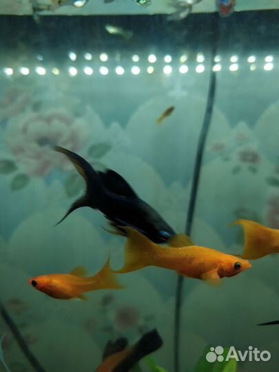 Меченосец лещевидный, молинезии золотые