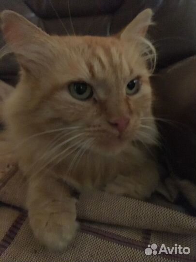 Отдам в добрые руки кота