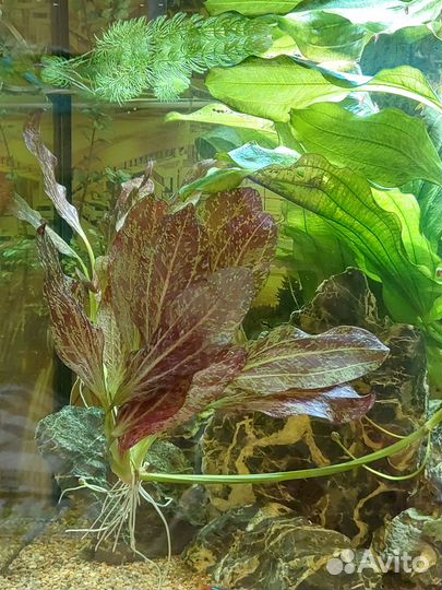Аквариумное растение