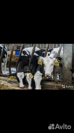 Телята и Бычки