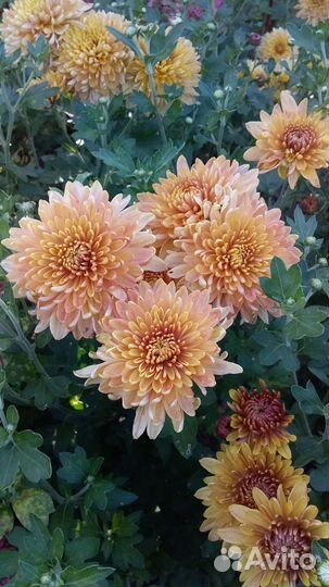 Хризантемы