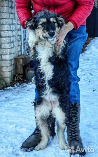 Лохматый щенок хорошим людям