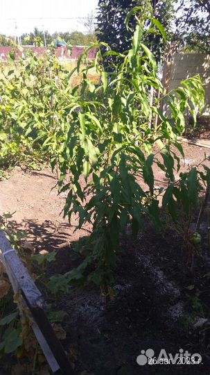 Саженцы плодовых деревьев и кустарников