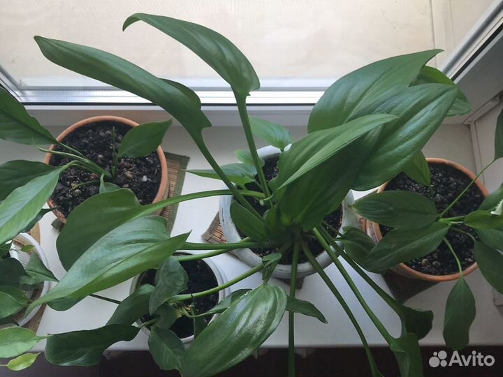 Дримиопсис