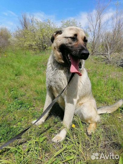 Собака Маасдам