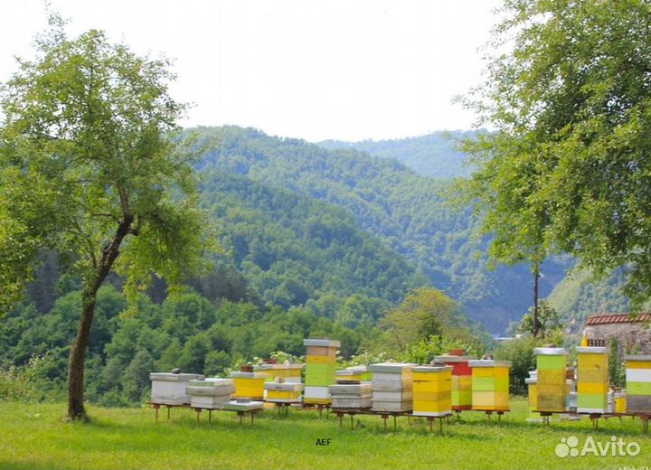 2024 Мёд натуральный из Алтая опт