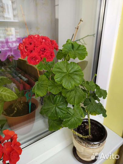 Пеларгония герань