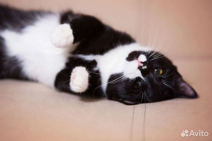 Очаровательная кошечка Мишелька в добрые руки