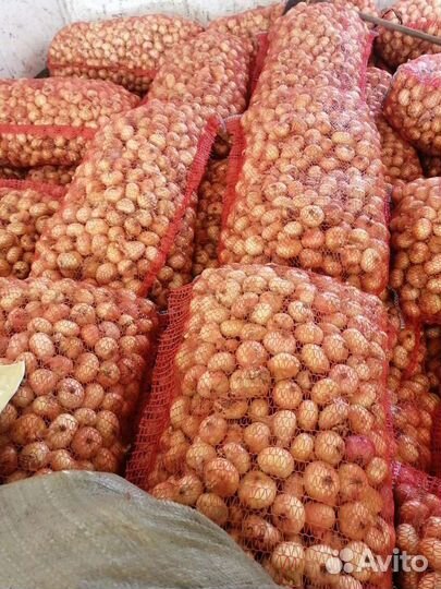 Семенной лук штутгартен севок