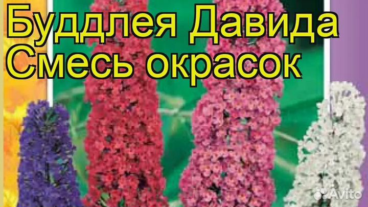 Буддлея Давида смесь окрасок
