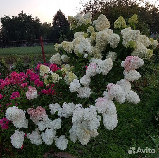 Метельчатые гортензии