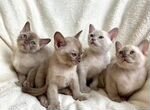 Бурманские котята (документы)