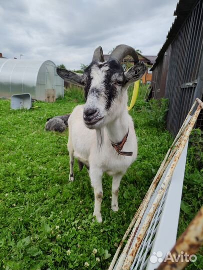 Коза дойная альпийская