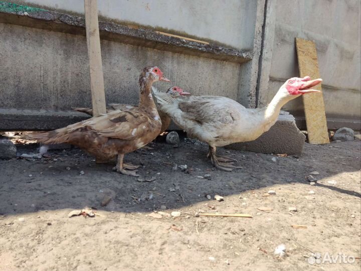 Мускусные утки семья