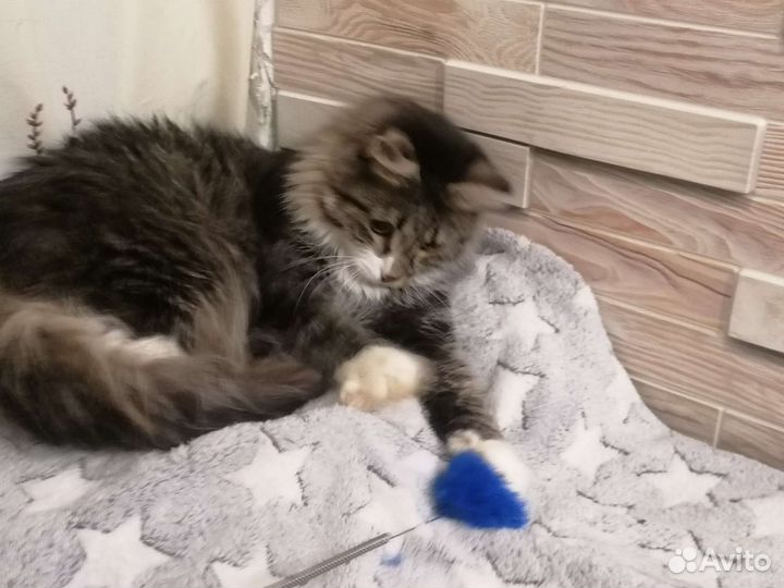 Кот Гном Гномыч