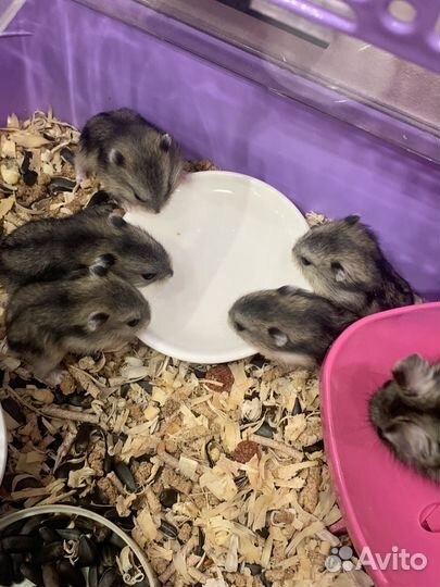 Джунгарский хомяк