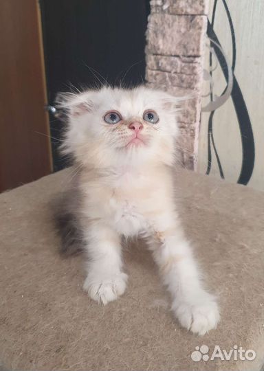 Шотландские вислоухие котята