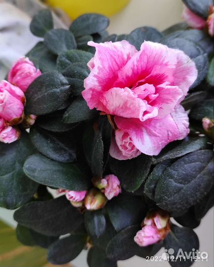 Азалия розовая и белая