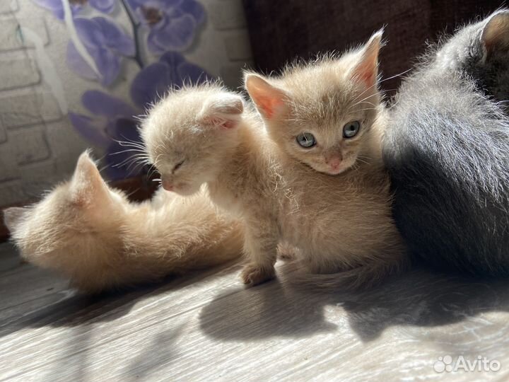 Котята