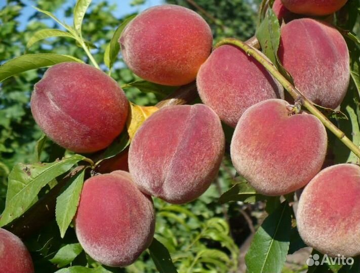 Продам персик опт и розница