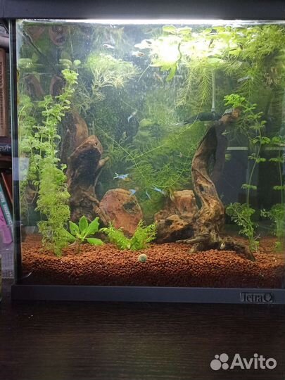 Обслуживание пресноводных аквариумов