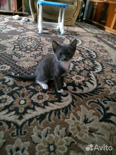 Котенок