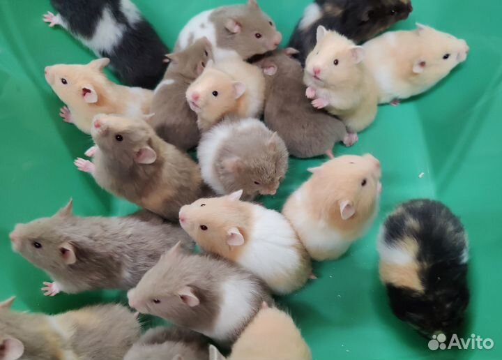 Ангорские Сирийские Хомяки Ручные от Заводчика