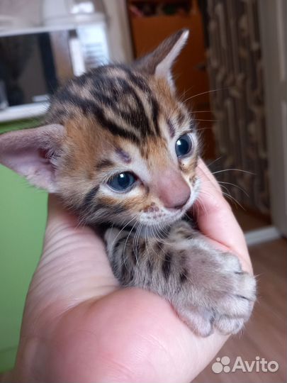 Бенгальские котята