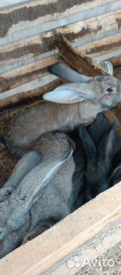 Продажа кроликов